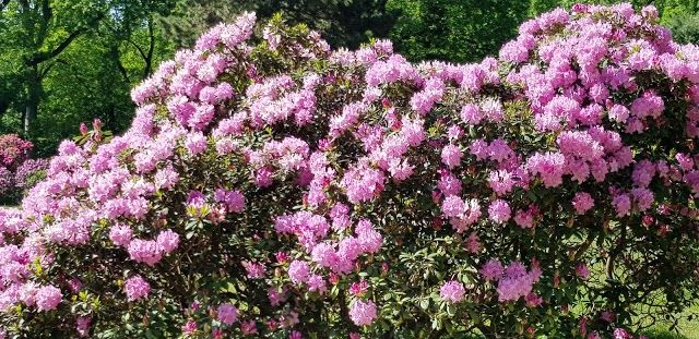 Rhododendron Park